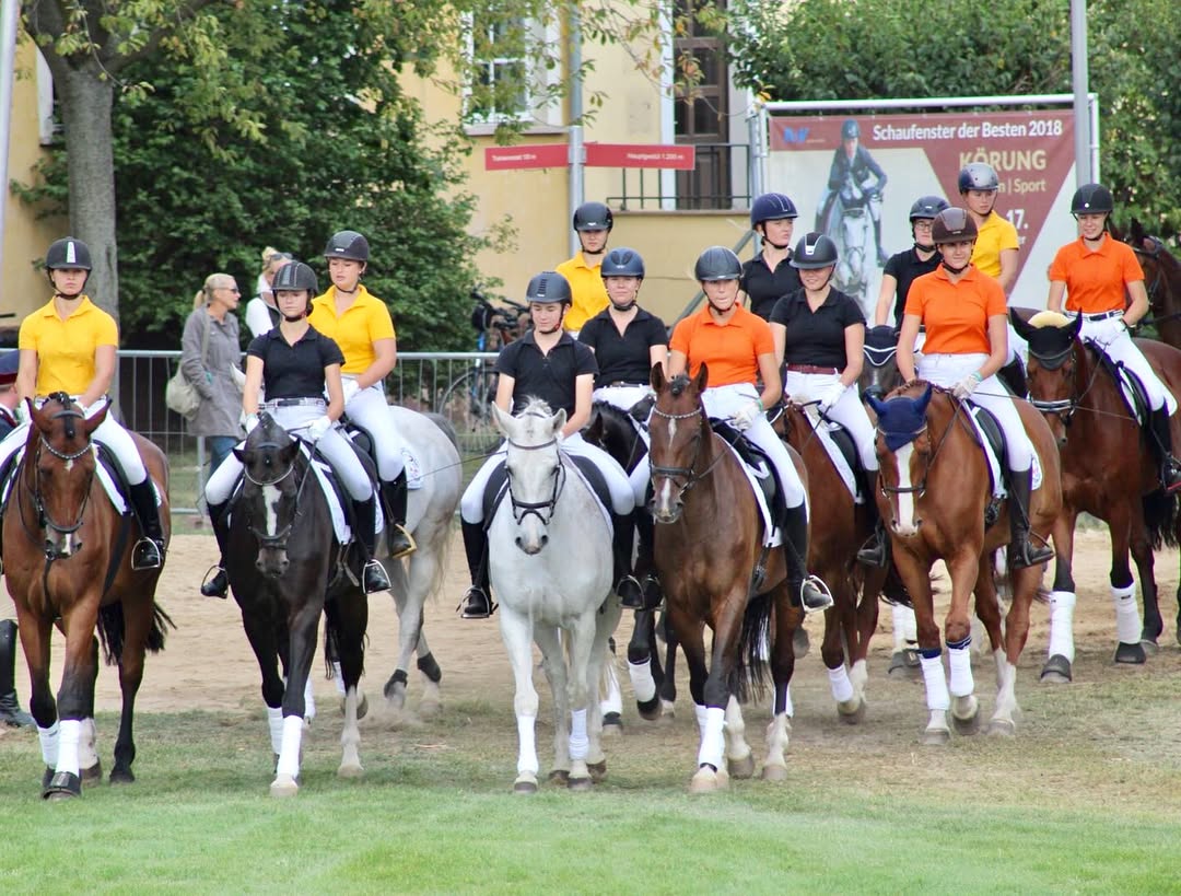 Eindrücke von der ersten Hengstparade.